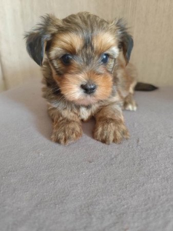 Yorkshire terrier