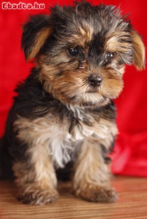 Yorkshire terrier kölykök