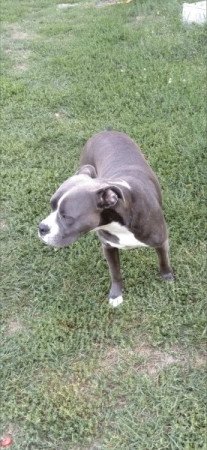 Amerikai Staffordshire Terrier