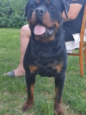 Rottweiler