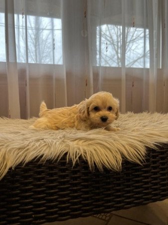 Maltipoo