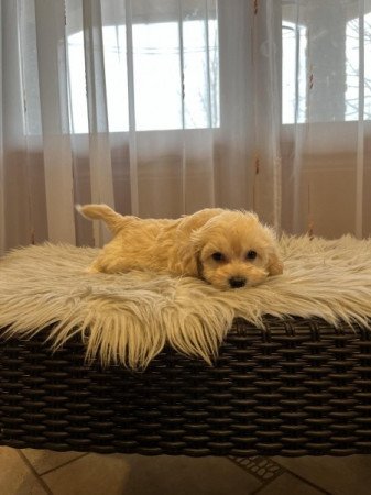 Maltipoo