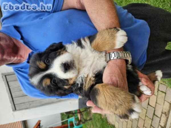 Berni pásztorkutya kölykök eladók!