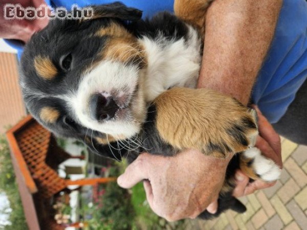 Berni pásztorkutya kölykök eladók!
