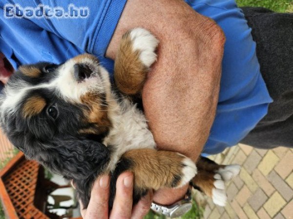 Berni pásztorkutya kölykök eladók!