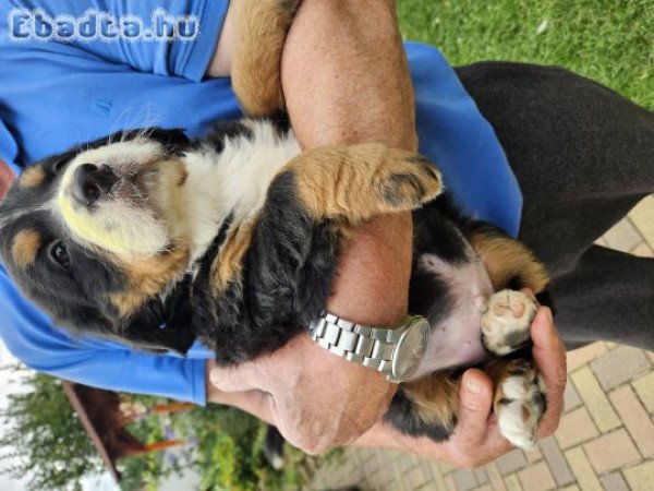 Berni pásztorkutya kölykök eladók!