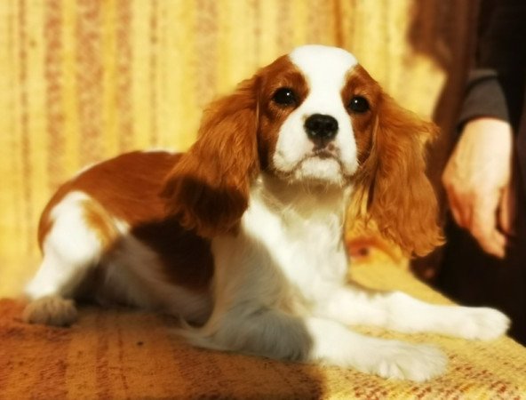 cavalier king charles spániel