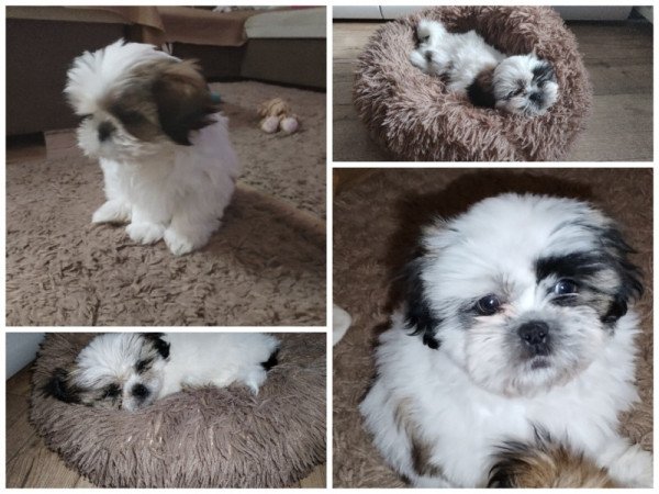 Shih Tzu