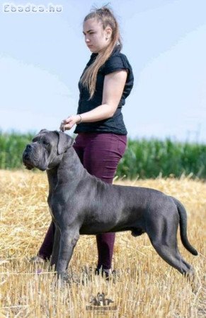 Cane Corso kölykök