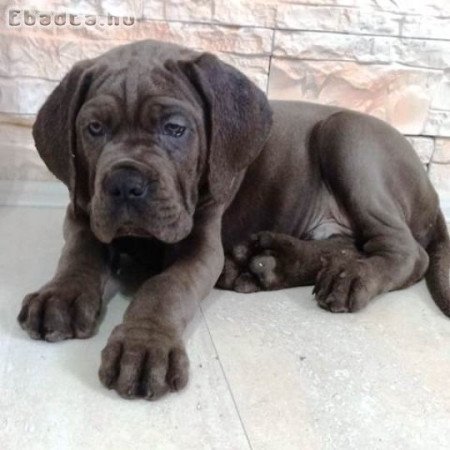 Cane Corso kölykök