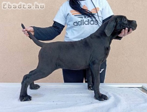 Cane Corso kölykök