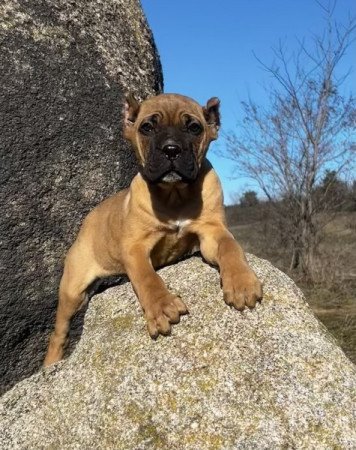 Cane Corso