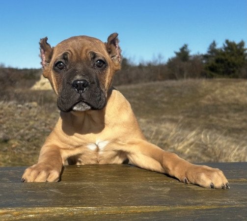 Cane Corso