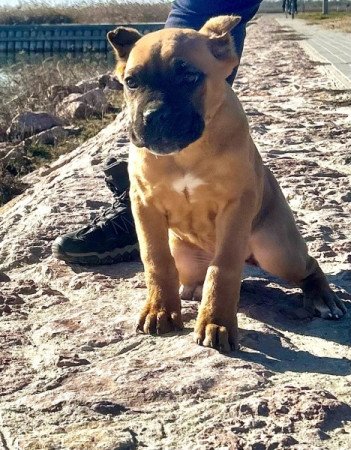 Cane Corso