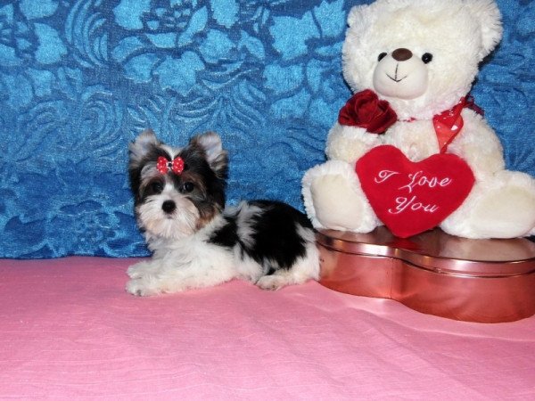 Biewer Yorkshire Terrier Yorki