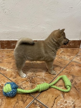 Shiba inu