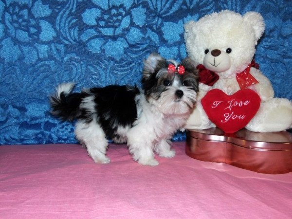 Biewer Yorkshire Terrier Yorki