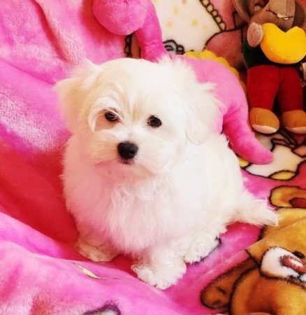 Bichon Havanese