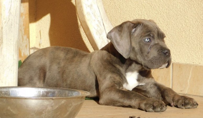 Cane Corso