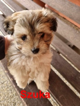 Bichon havanese