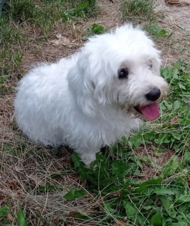 Bichon havanese
