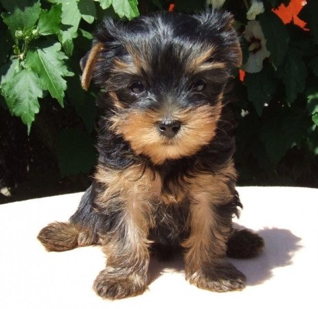 Yorkshire terrier
