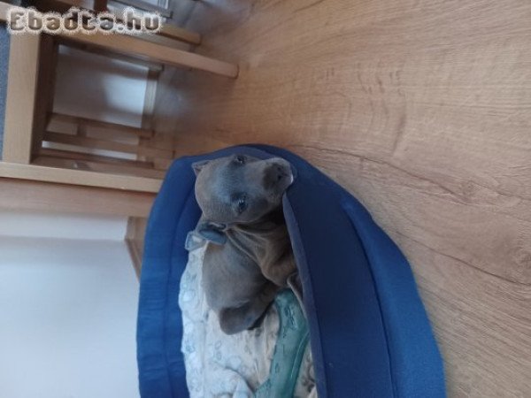 Eladó Staffordshire terrier kölyök