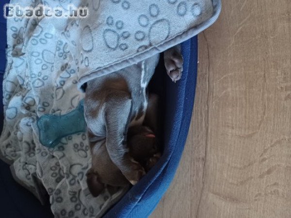 Eladó Staffordshire terrier kölyök