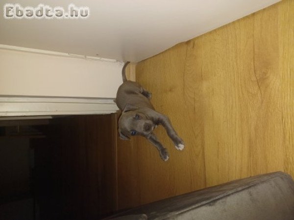 Eladó Staffordshire terrier kölyök