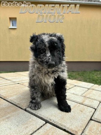 Mudi kiskutyák eladók