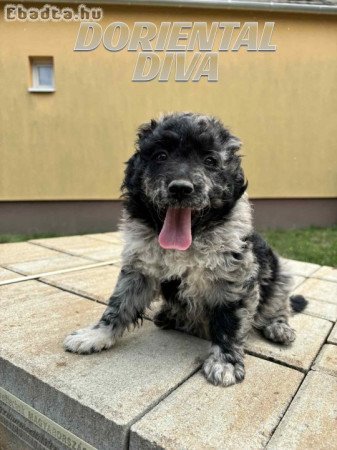 Mudi kiskutyák eladók