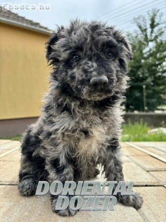 Mudi kiskutyák eladók