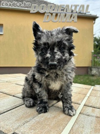 Mudi kiskutyák eladók