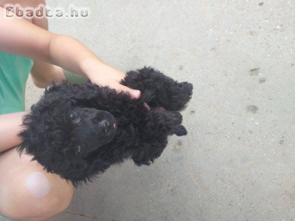 torpe uszkar szuka kölykök elvihetök