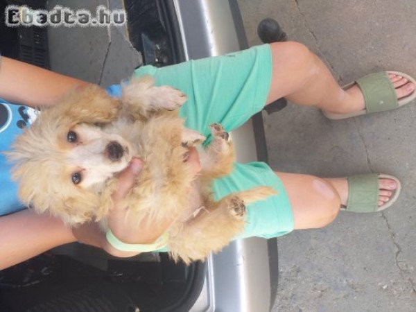 torpe uszkar szuka kölykök elvihetök