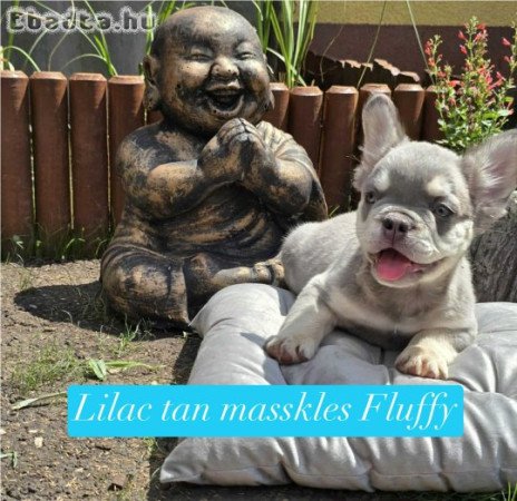 10 hetes Franci Bulldog kiskutyák