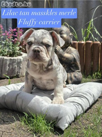 10 hetes Franci Bulldog kiskutyák