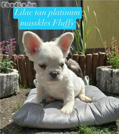 10 hetes Franci Bulldog kiskutyák