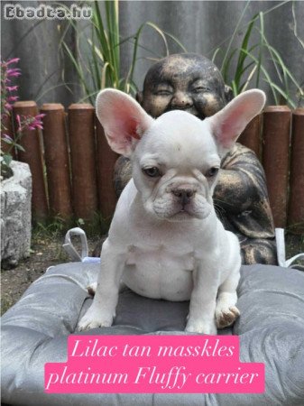 10 hetes Franci Bulldog kiskutyák