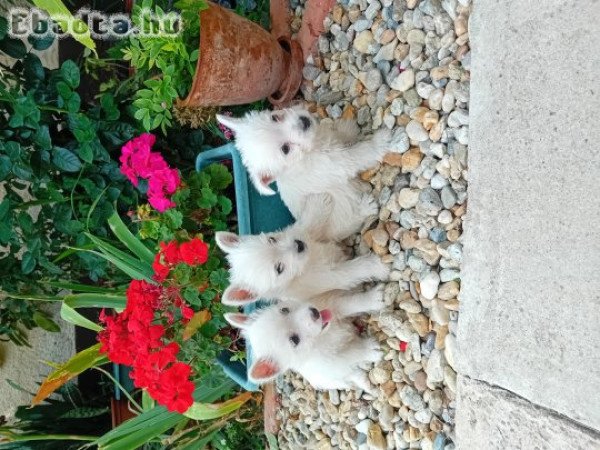 Westie kiskutyák