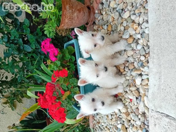Westie kiskutyák