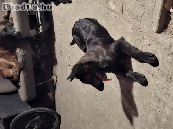 Elvihető belga juhász (groenendael) kiskutyàk