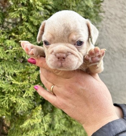 Francia bulldog