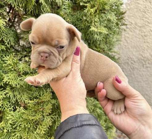 Francia bulldog