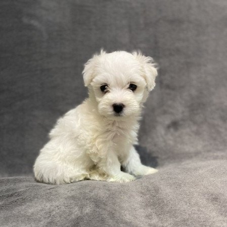 Bison havanese