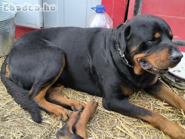 Ajándékba rottweiler jellegű kan