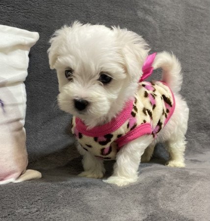 Bison havanese