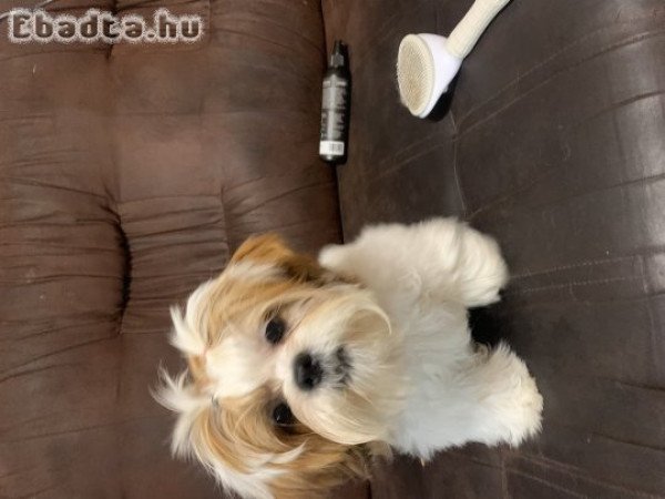 Törzskökves sicu kislány