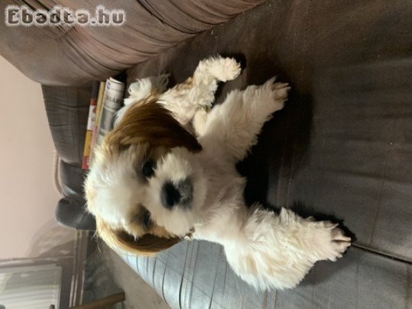 Törzskökves sicu kislány