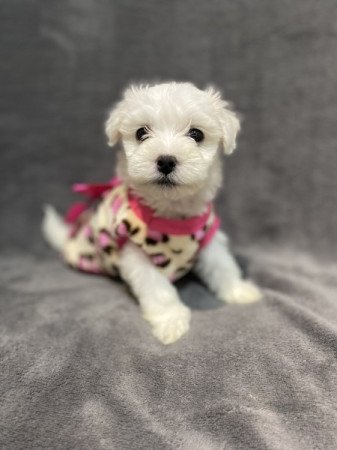 Bison havanese